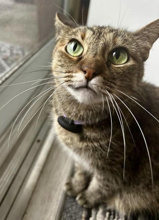 LOST PET - Akoakoa Street and Akoakoa Place, Kailua, Oahu | SSH Search