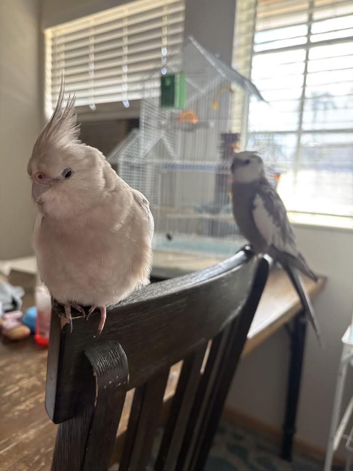 LOST PET - Westloch (Ewa), Ho‘opili | SSH Search