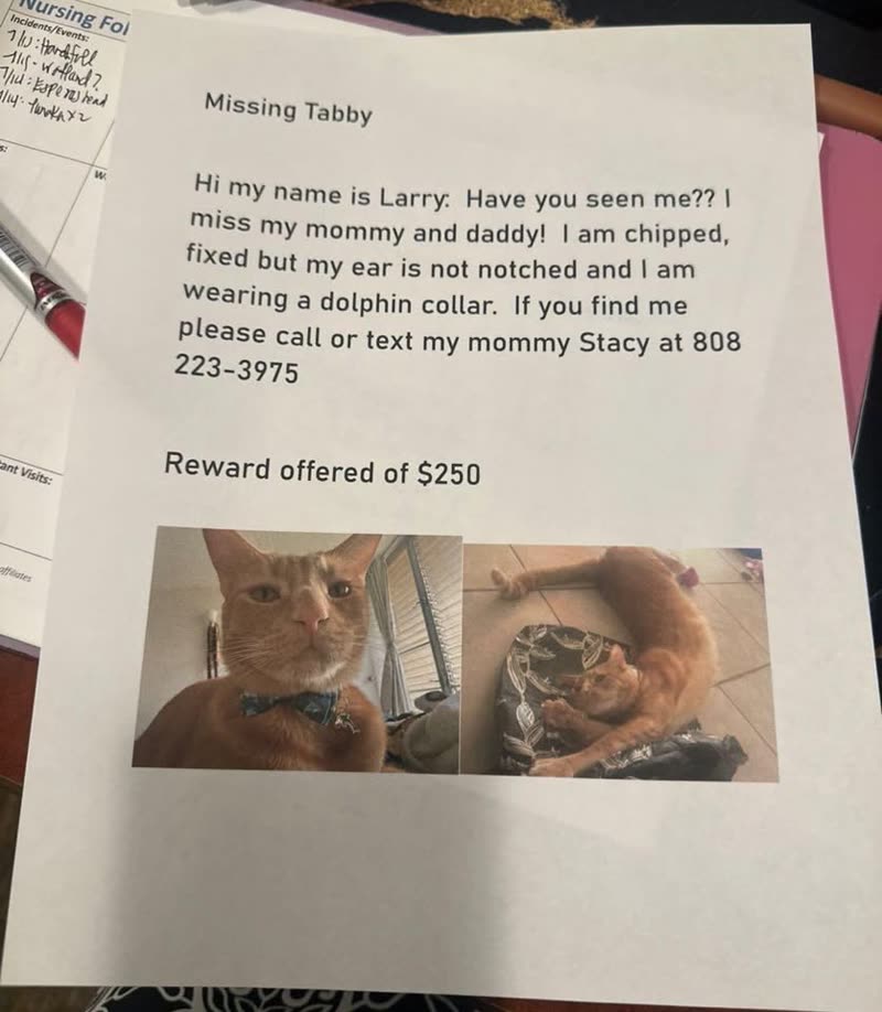 LOST PET - Waikalani Woodlands Building A, Oahu | SSH Search