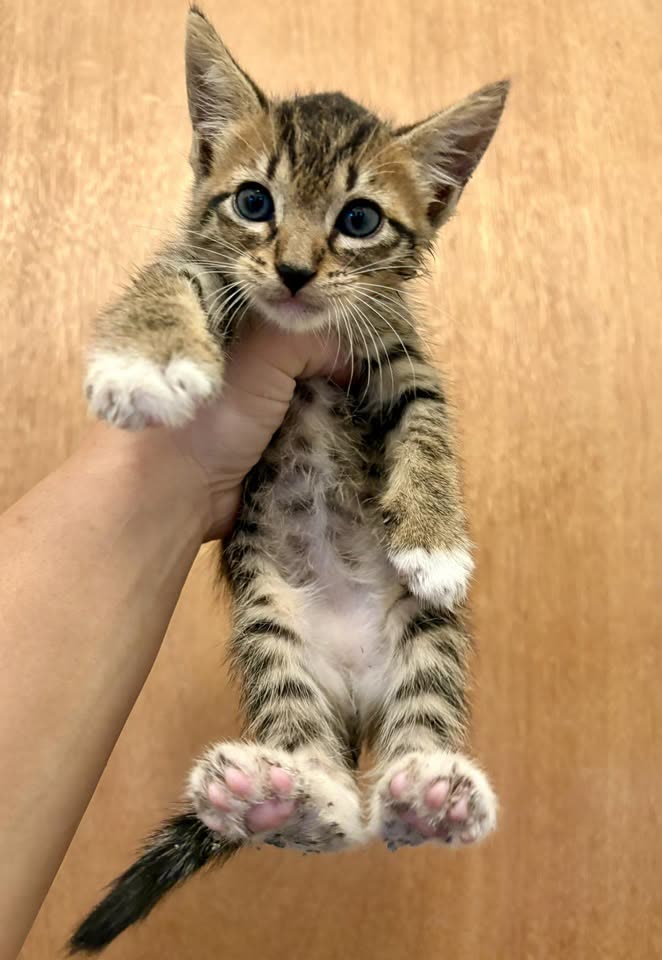 FOUND PET - National Memorial Cemetery of the Pacific (Punchbowl), Pūowaina Drive, Honolulu, Hawaiʻi 96813 | SSH Search