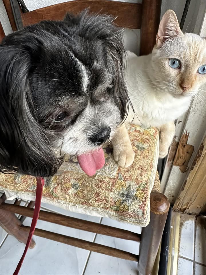 LOST PET - Hiapo Street, Waipahu | SSH Search