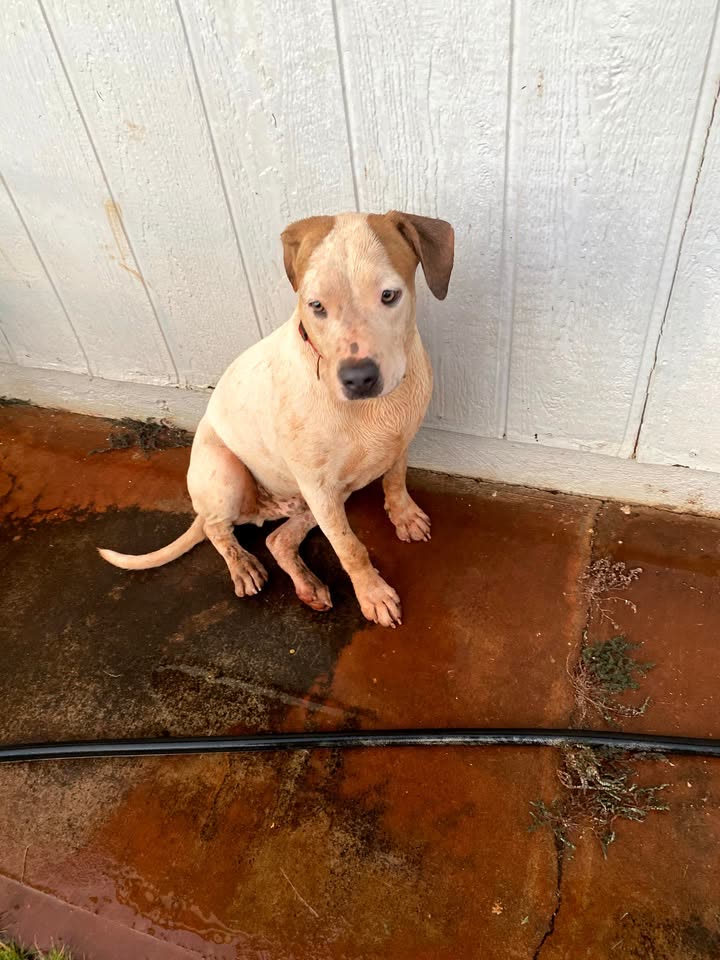 LOST PET - Hawaii | SSH Search
