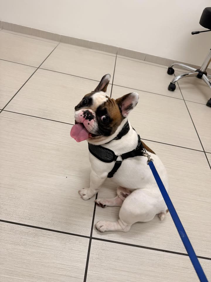 FOUND PET - Ewa Beach, Oahu | SSH Search