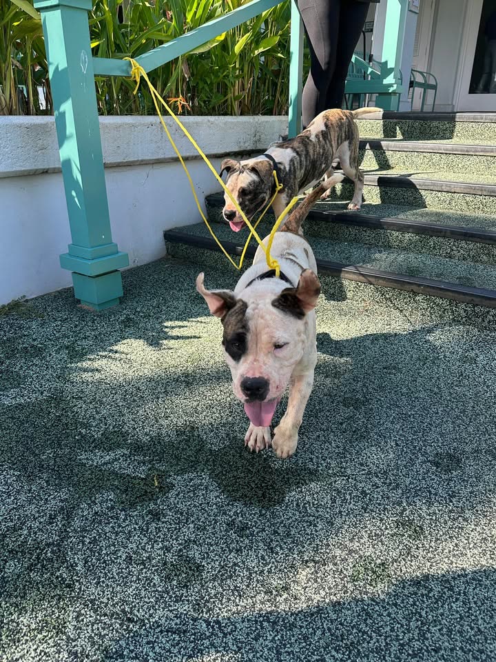 ANIMAL SIGHTING - Waikele Country Club, Waipahu, Oahu | SSH Search
