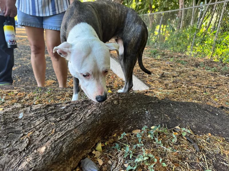 FOUND PET - Moanalua Plaza, Honolulu, Oahu | SSH Search