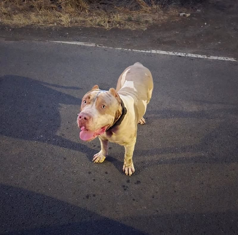 ANIMAL SIGHTING - Kuwale Road, Waianae, Oahu | SSH Search