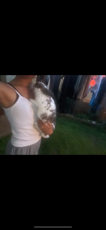 LOST PET - Puloku Street, near August Ahrems Elm | SSH Search