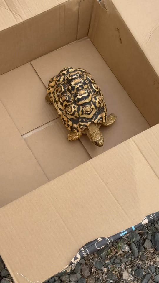 FOUND PET - Waimanalo, Oahu | SSH Search