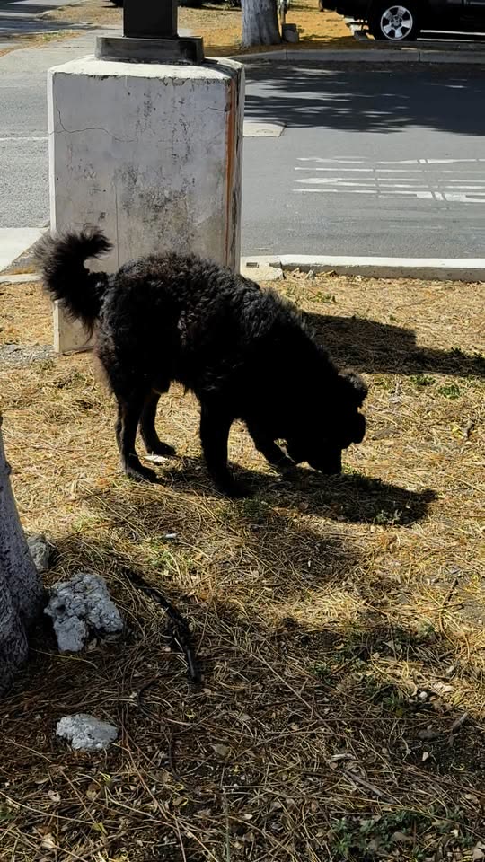 ANIMAL SIGHTING - Home Depot Mapunapuna, Honolulu, Oahu | SSH Search