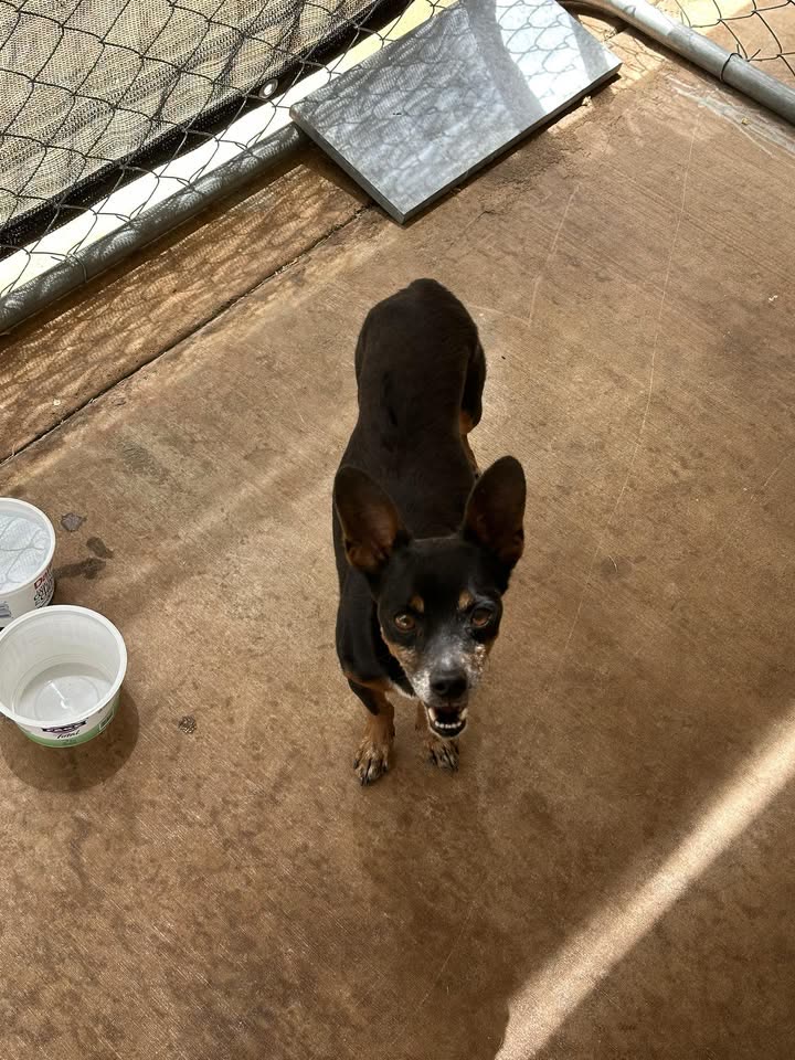 FOUND PET - Hiapo Street, Honolulu, Oahu | SSH Search
