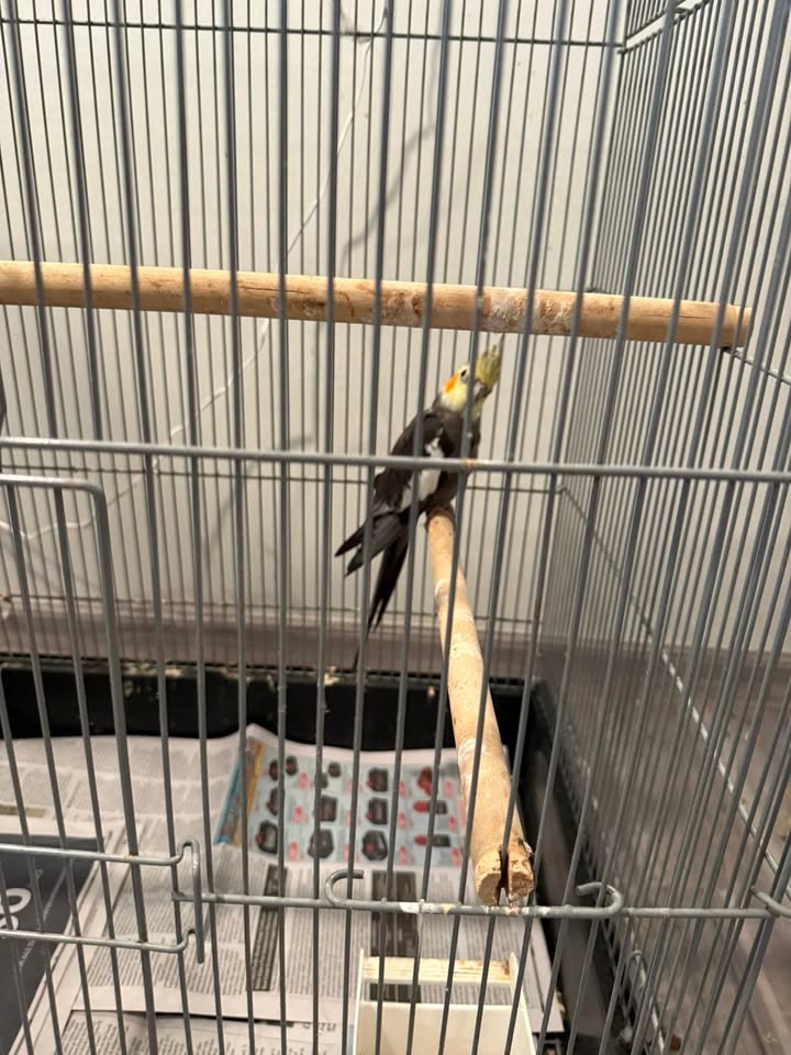 FOUND PET - Waipahu, Oahu | SSH Search