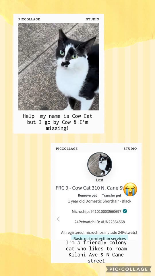 LOST PET - N Cane Street, Wahiawa, Oahu | SSH Search