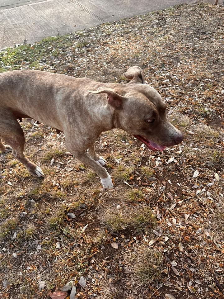 FOUND PET - Makakilo Community Park, Kapolei, Oahu | SSH Search