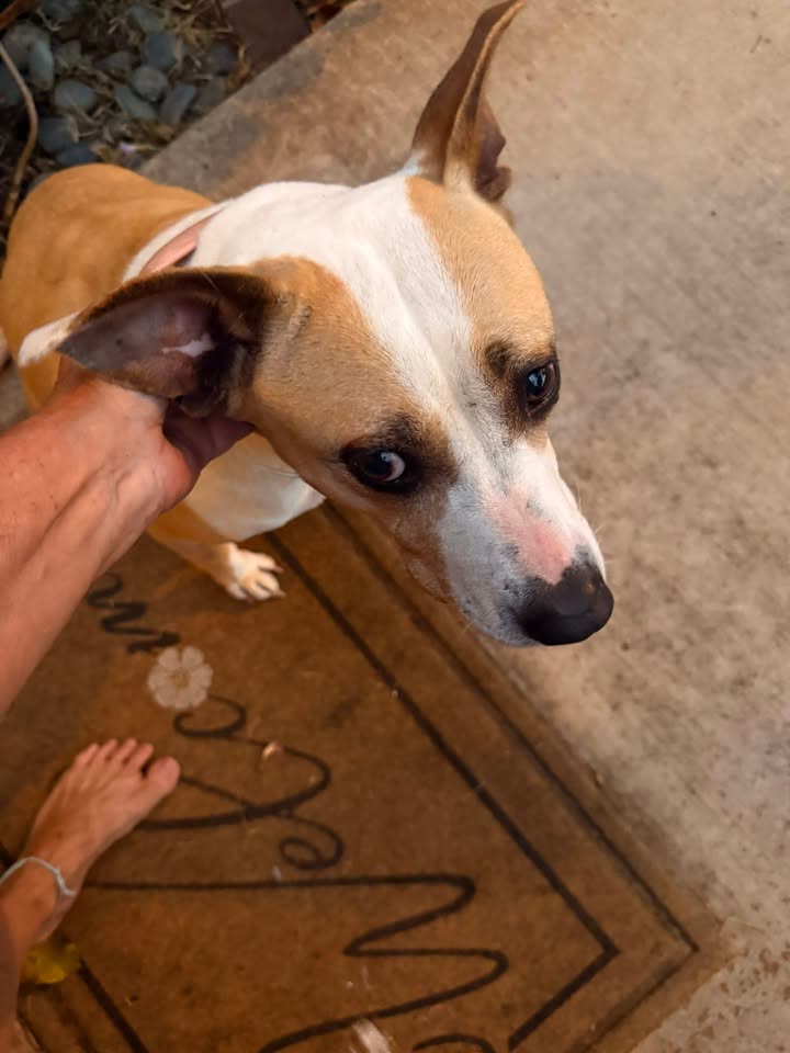 FOUND PET - Hawaii | SSH Search