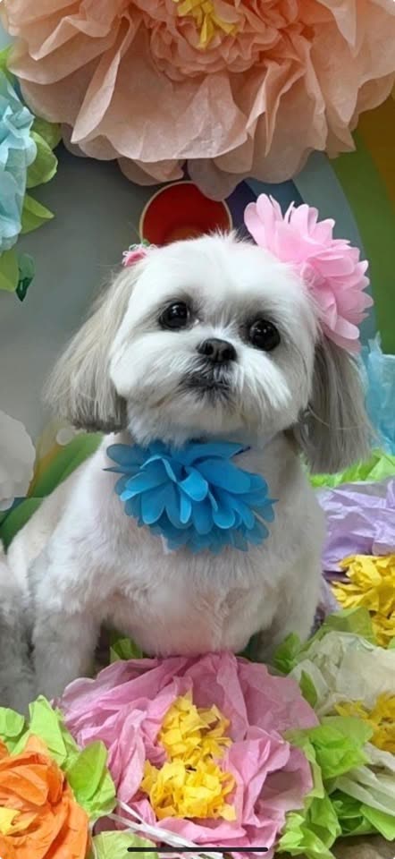 LOST PET - Hawaii Kai/Koko Head area | SSH Search