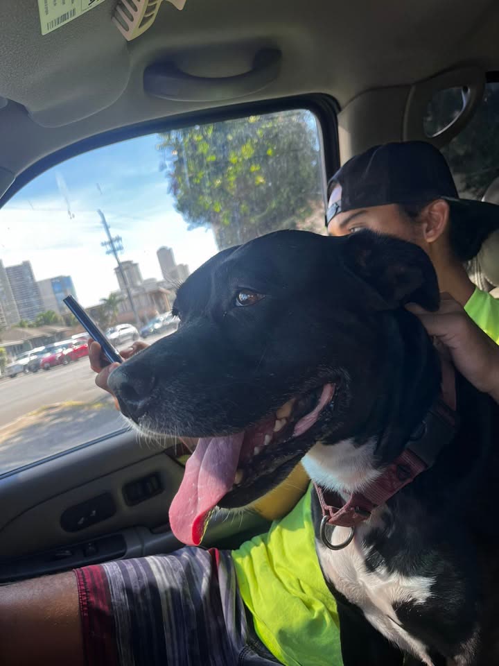 FOUND PET - Round Top / Makiki Heights Drive, Honolulu, Oahu | SSH Search