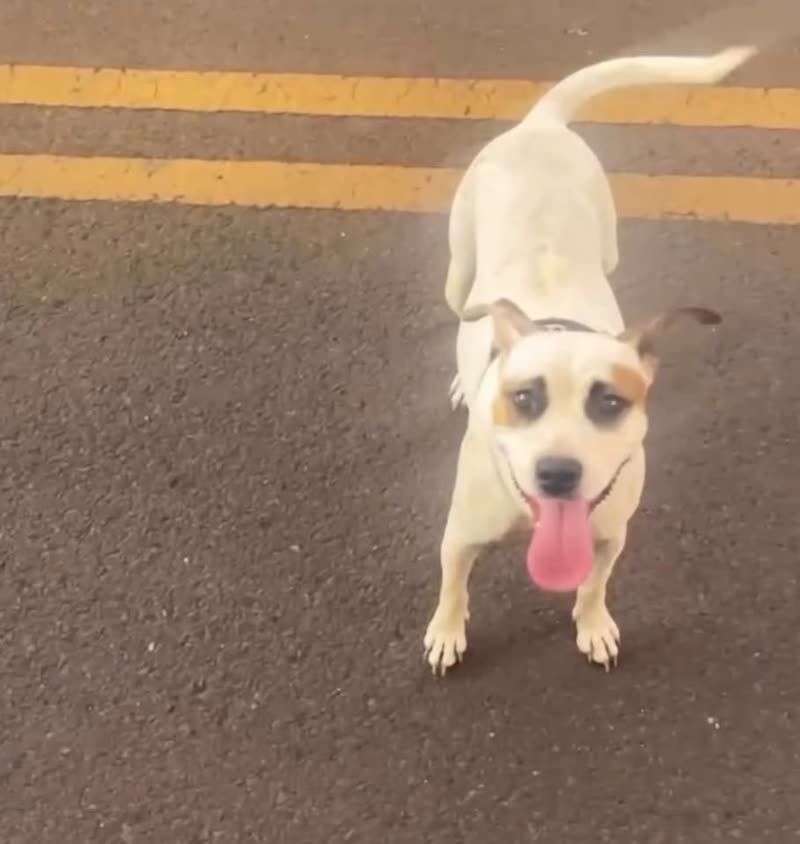 FOUND PET - Waianae Valley Road, Waianae | SSH Search