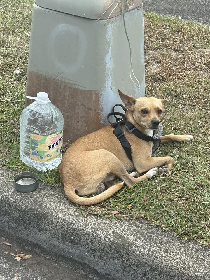 ANIMAL SIGHTING - Corner of Kuahelani and Moenamanu, Mililani | SSH Search