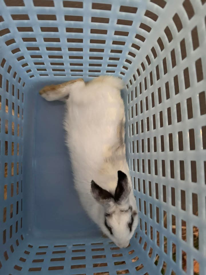 FOUND PET - Waikalua Road, Kaneohe, Oahu | SSH Search