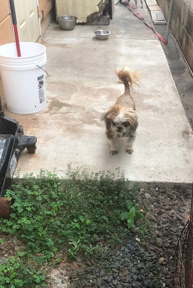 FOUND PET - Royal Kunia/Village Park, Oahu | SSH Search