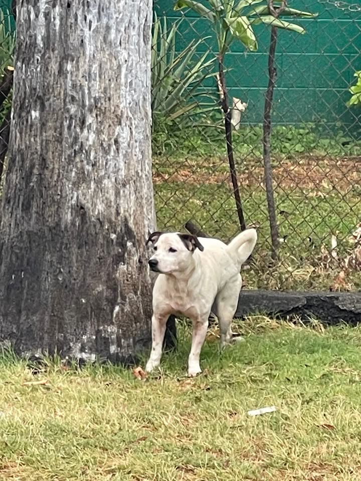 ANIMAL SIGHTING - Washington Middle School, Honolulu, Oahu | SSH Search