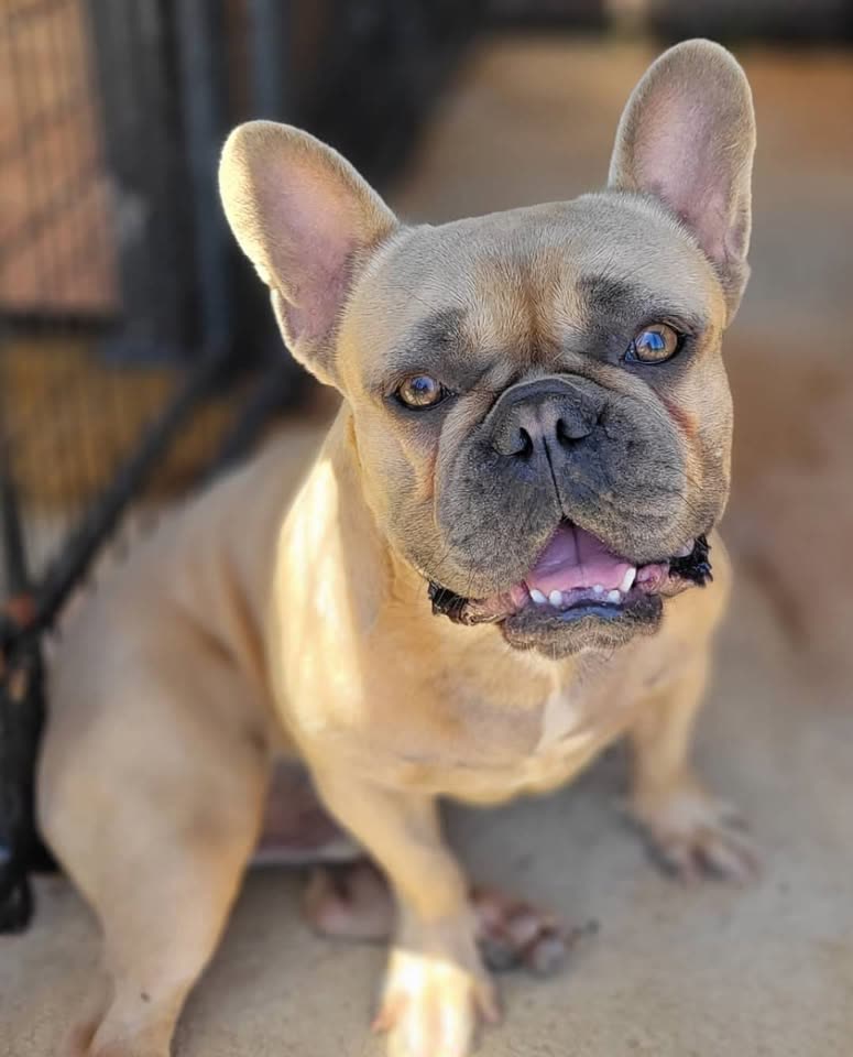 LOST PET - Frenchy Village Park, Hawaii | SSH Search