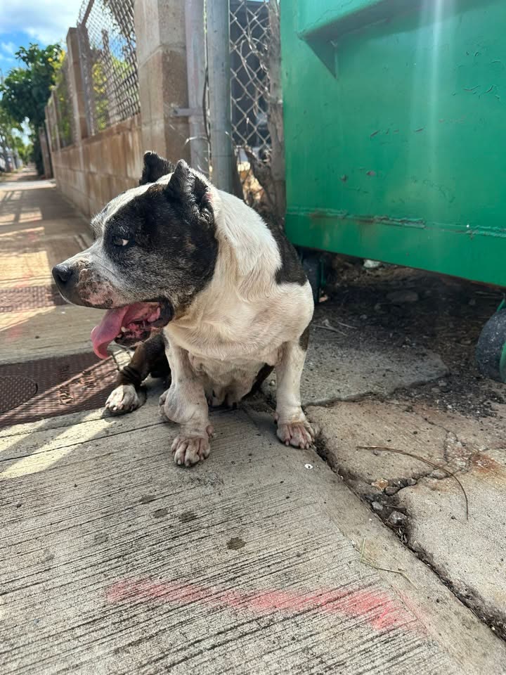 FOUND PET - hanakahi/hanaloa area, Ewa Beach | SSH Search