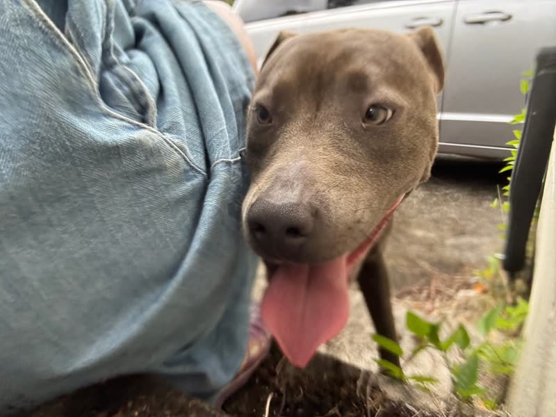 FOUND PET - Kalihi Valley, Honolulu, Oahu | SSH Search