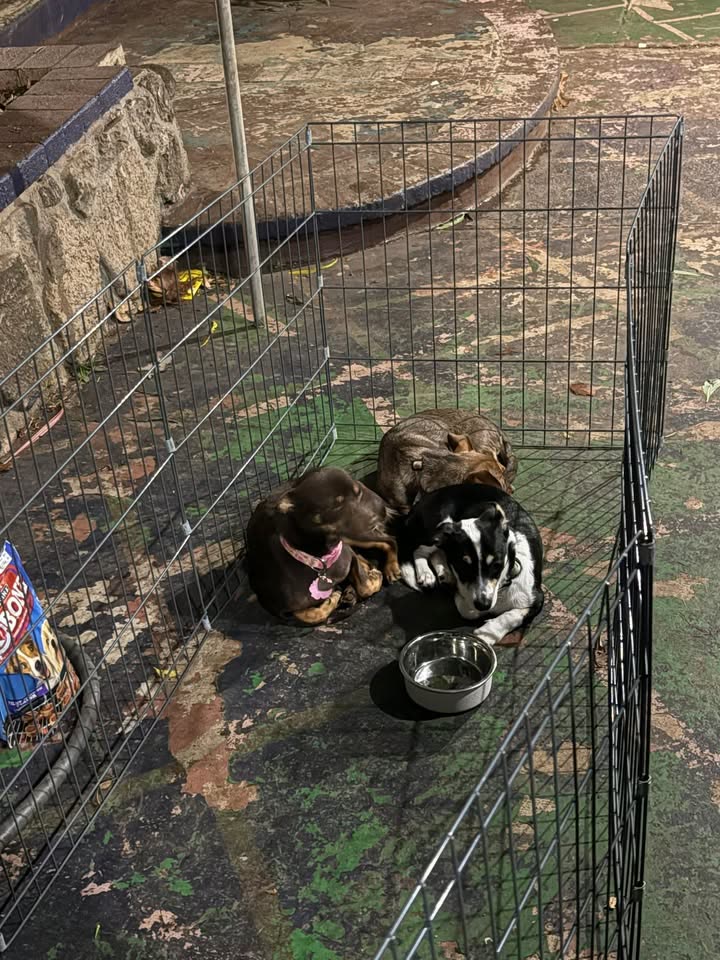 LOST PET - Saltlake district, Likini Street and Wanaka Street, Honolulu, Oahu | SSH Search