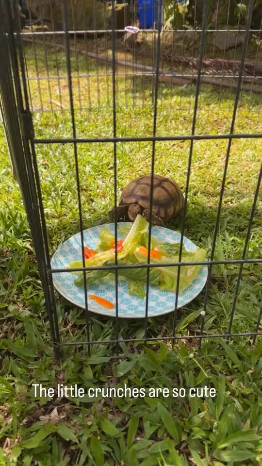 LOST PET - Hawaii | SSH Search