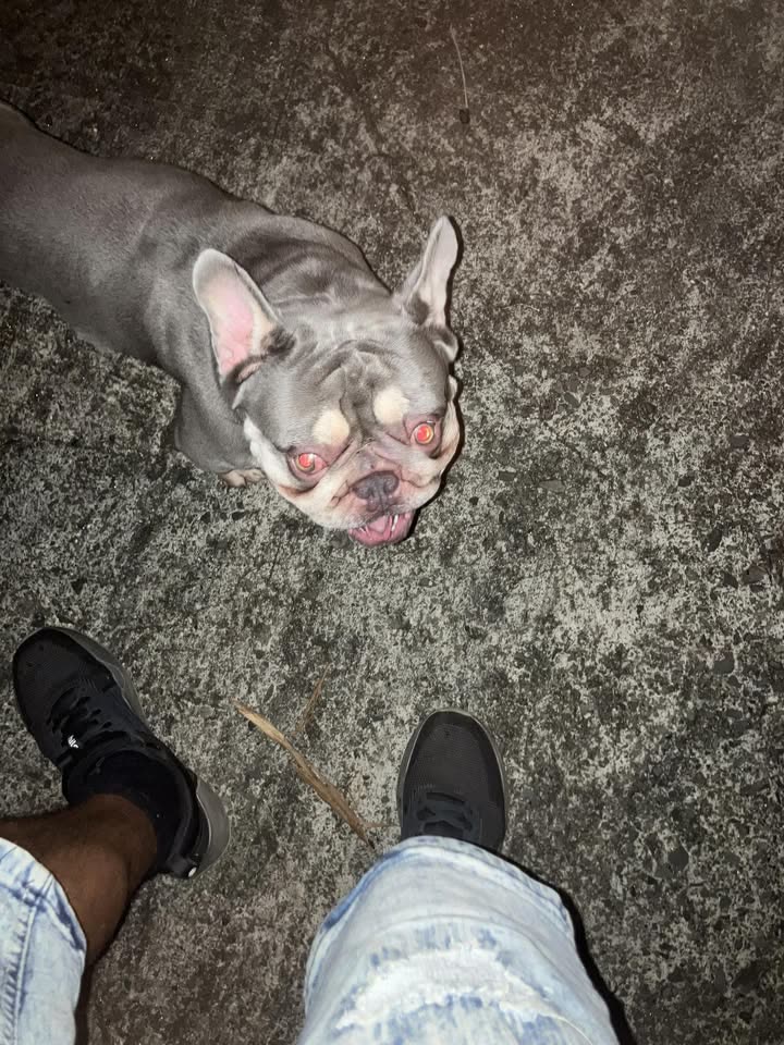 FOUND PET - 10th Ave, Honolulu, Oahu | SSH Search