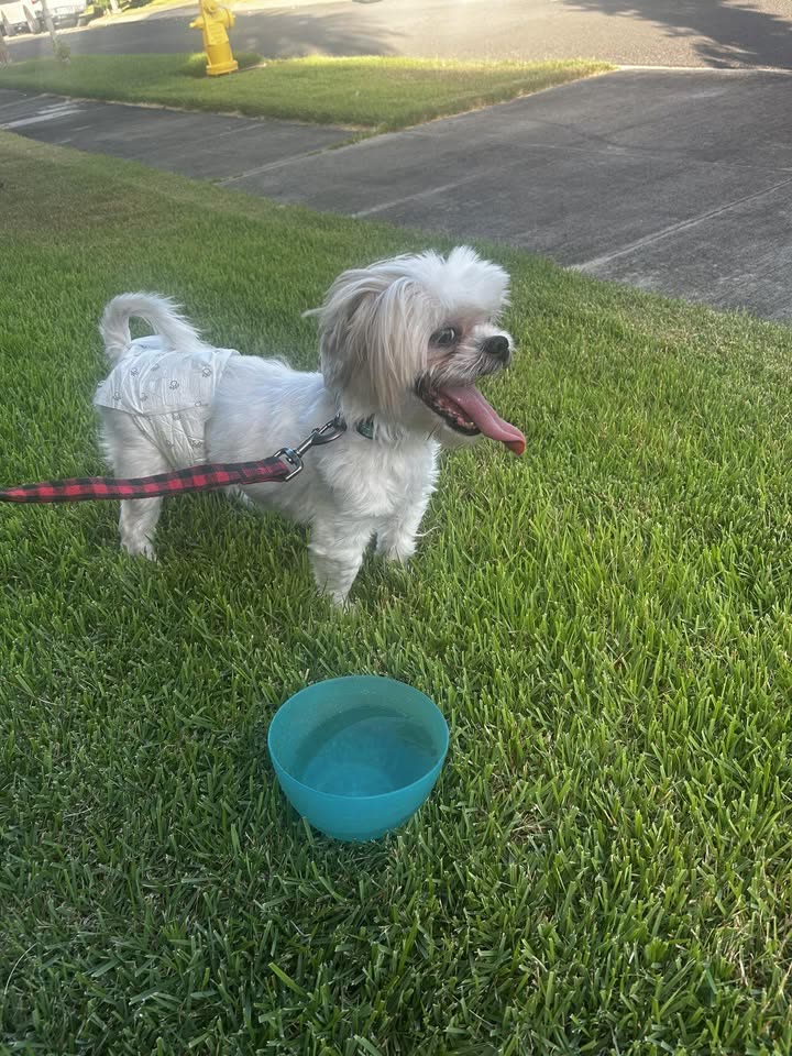 FOUND PET - Ewa, Oahu | SSH Search