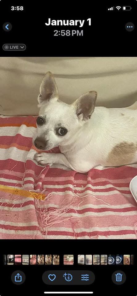 LOST PET - Oama Street, Ewa Beach | SSH Search