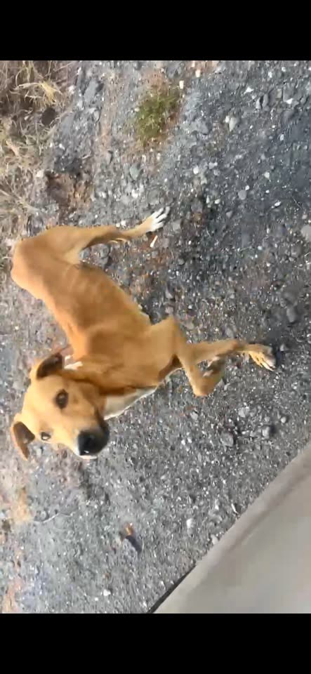 ANIMAL SIGHTING - Lualualei Naval Road, Nanakuli | SSH Search