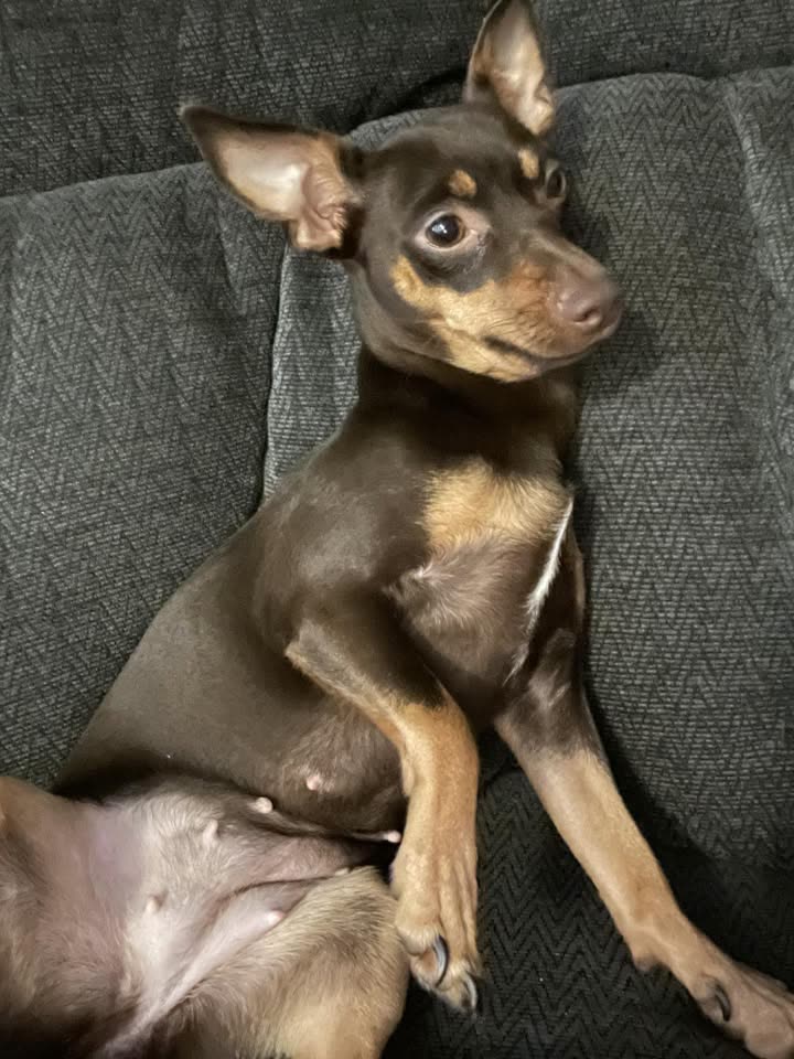 LOST PET - Ewa Villages, near Mahiko Park, Oahu | SSH Search