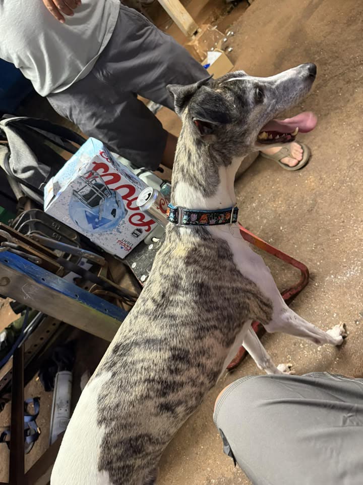 FOUND PET - Hawaii | SSH Search