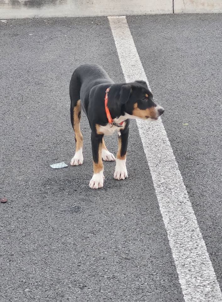 FOUND PET - Waipahu, Oahu | SSH Search
