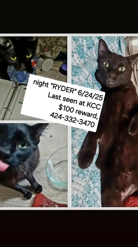 LOST PET - Hawaii | SSH Search