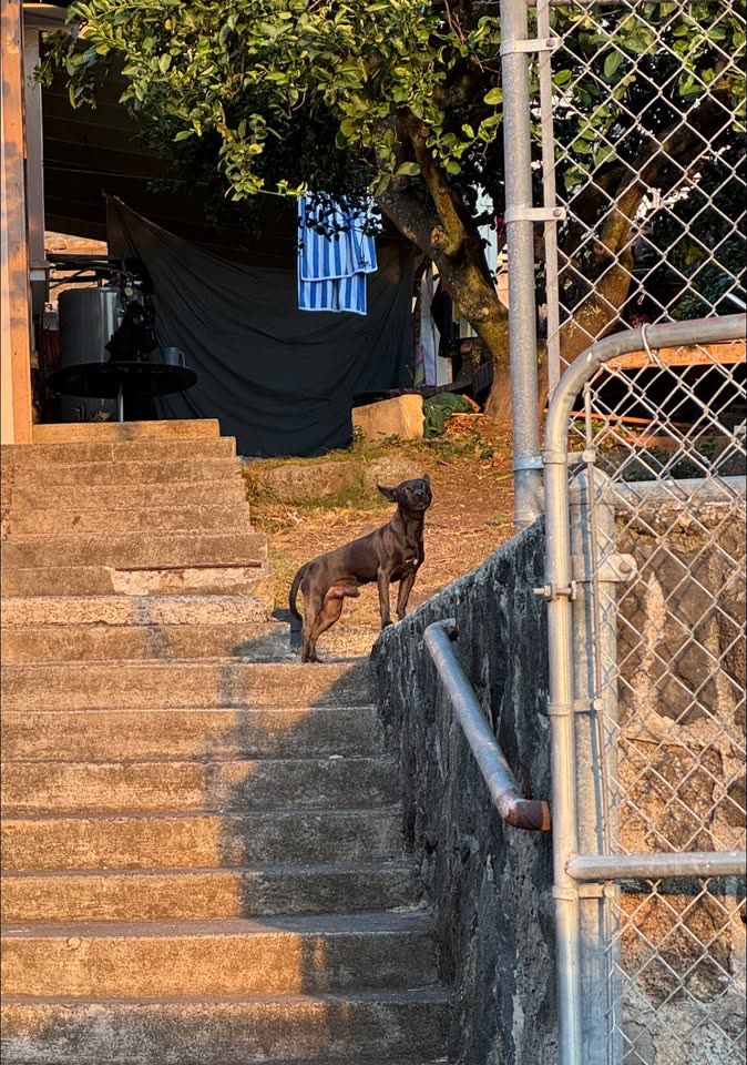 ANIMAL SIGHTING - 1709 Naio St, Honolulu, Oahu | SSH Search