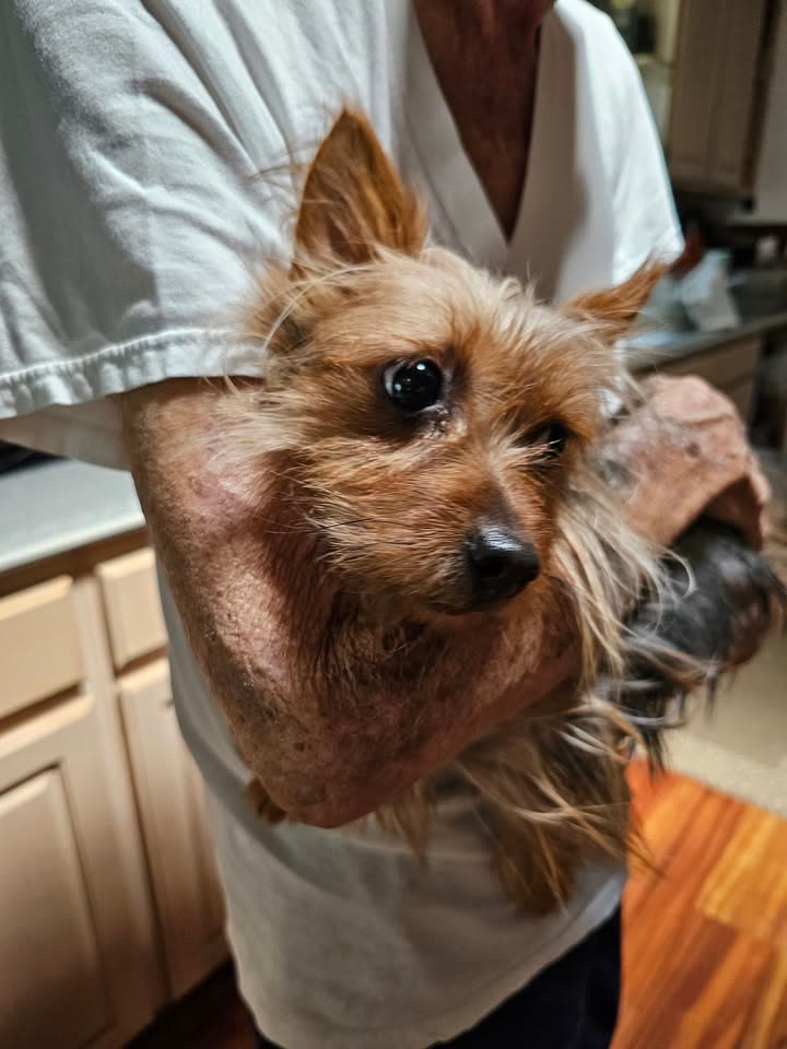 FOUND PET - Salt Lake, Oahu | SSH Search