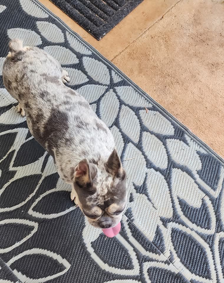 FOUND PET - Waipahu street, Waipahu, Oahu | SSH Search