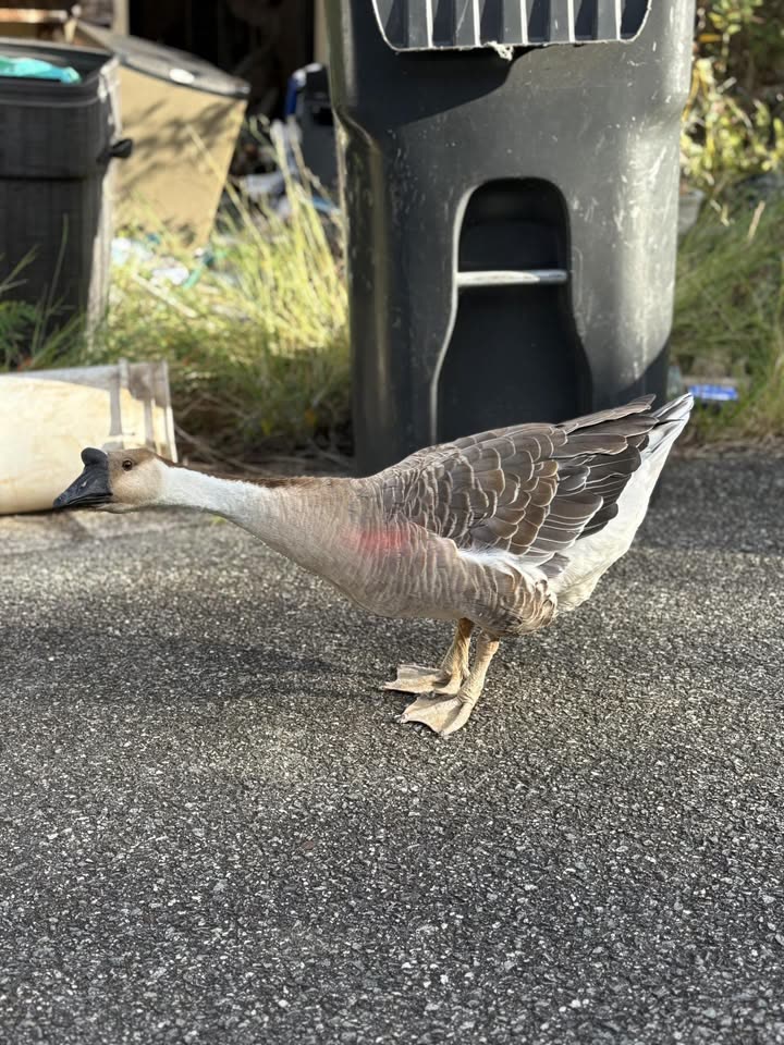 FOUND PET - Pālolo Valley, Oʻahu | SSH Search