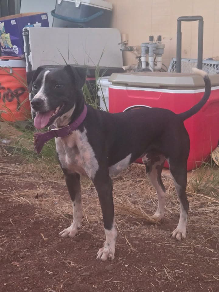 FOUND PET - Kuhina Street, Ewa Beach, Oahu | SSH Search