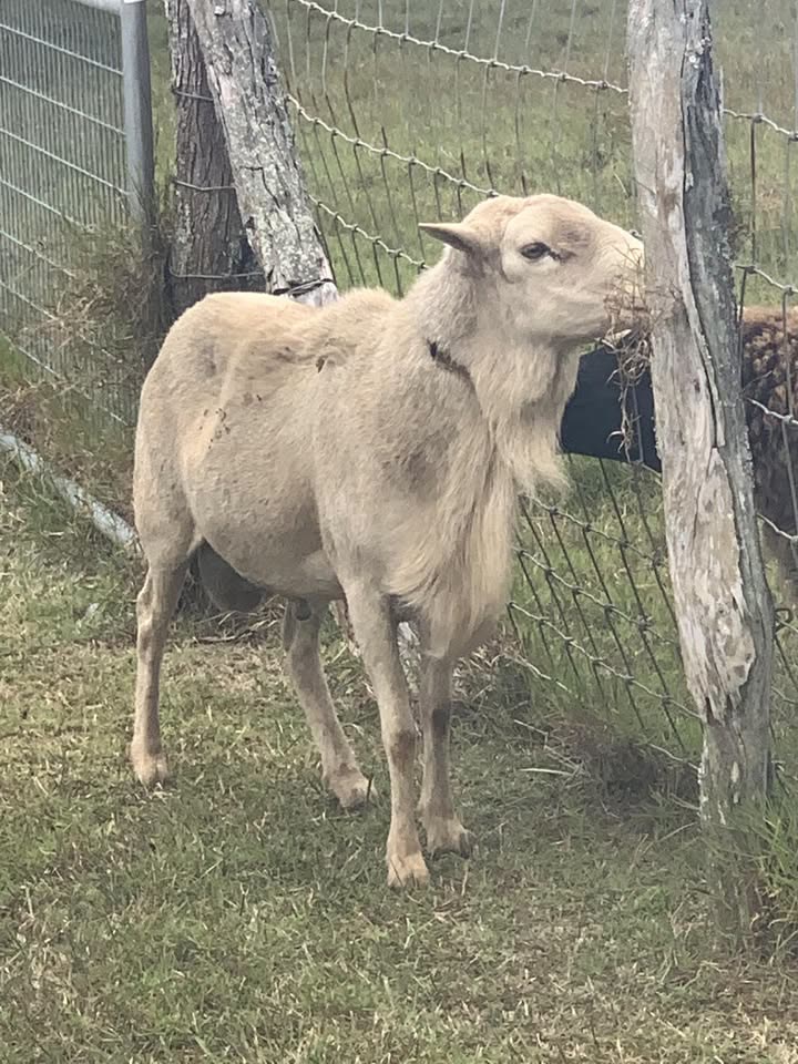 FOUND PET - Kaupakalua Road and East Kuiaha Road, Maui | SSH Search