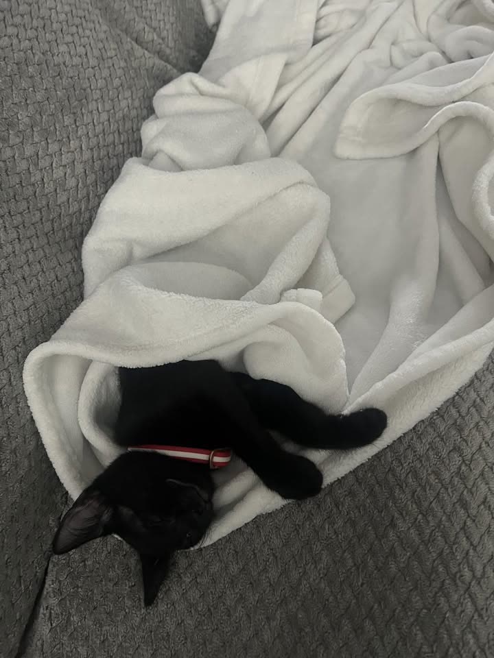 FOUND PET - Hawaii | SSH Search