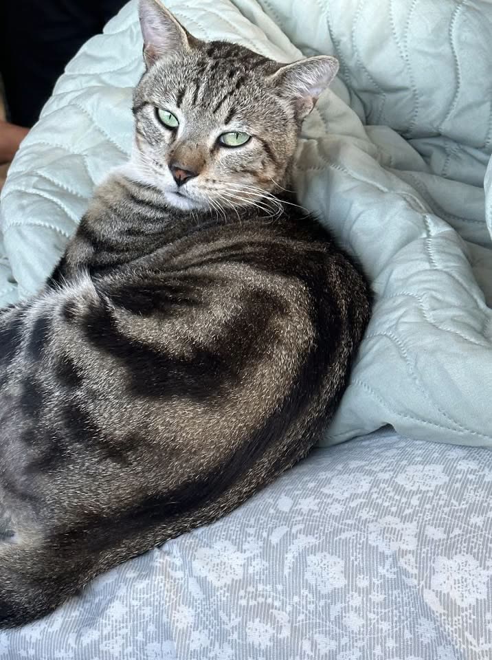 LOST PET - Kalihi Valley, Honolulu, Oahu | SSH Search