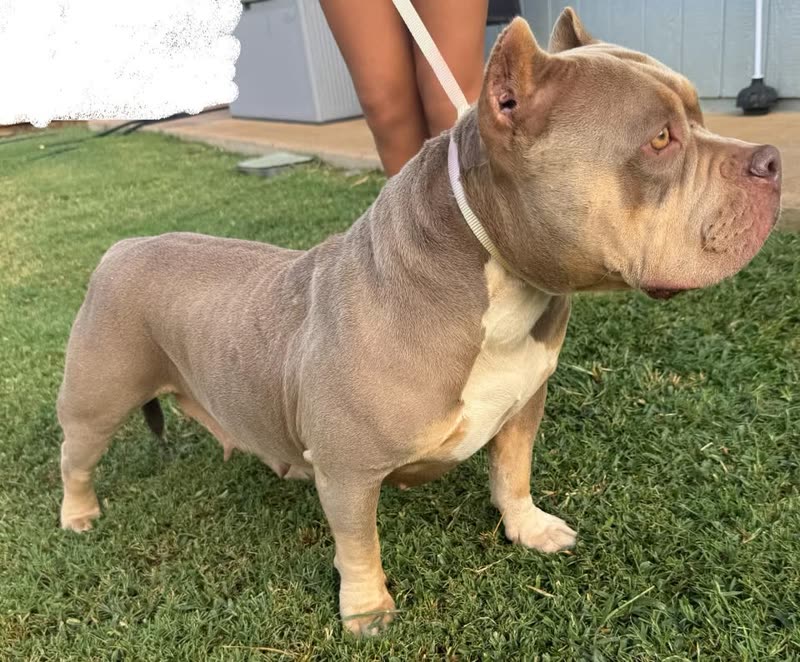 FOUND PET - Nanakuli | SSH Search