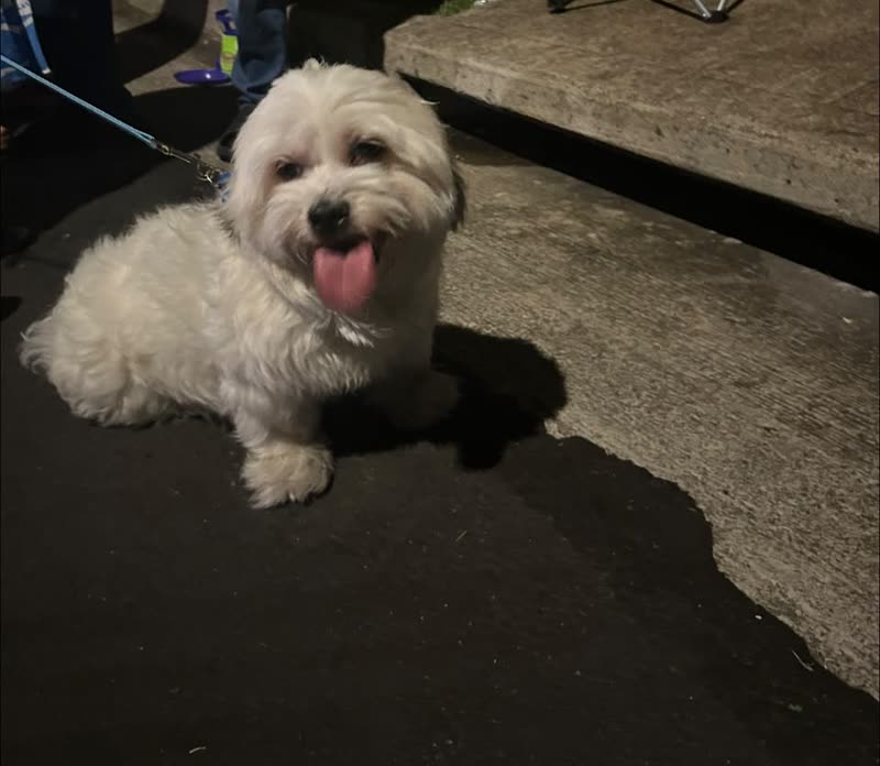 FOUND PET - West Loch area | SSH Search