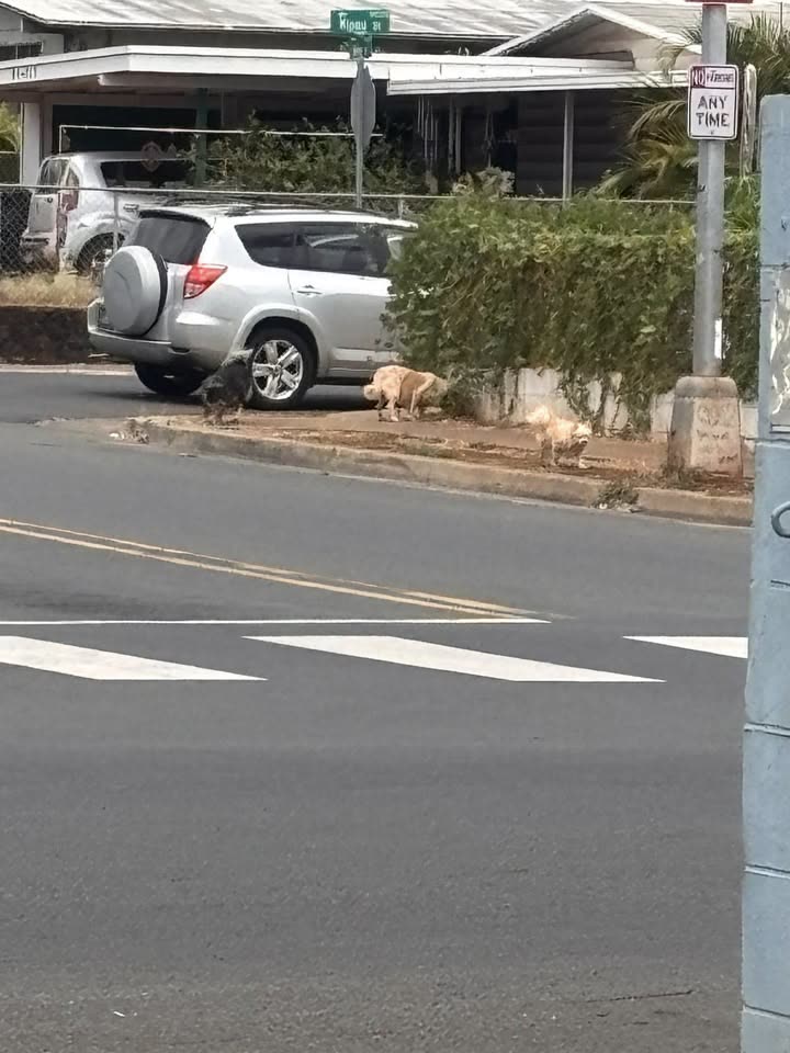 ANIMAL SIGHTING - Honowai Park/Elementary School, NO_SPECIFIC_LOCATION | SSH Search