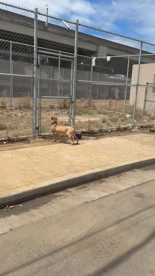 ANIMAL ABUSE - Kilihau Street, Hawaii | SSH Search